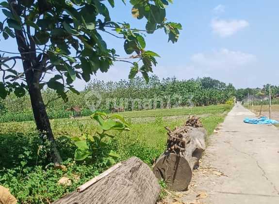 Tanah Pekarangan Murah Di Bringin Kabupaten Semarang 1