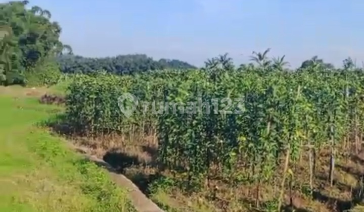 Tanah Di Sumowono Semarang View Gunung Ungaran 2