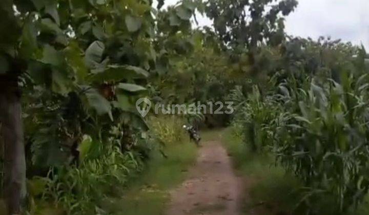 Tanah Sawah Pertanian Di Karangrayun Grobogan Jawa Tengah 2