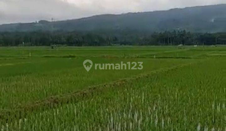 Tanah Sawah View Istimewa di Muncul Ambarawa 13000 m² SHM 1