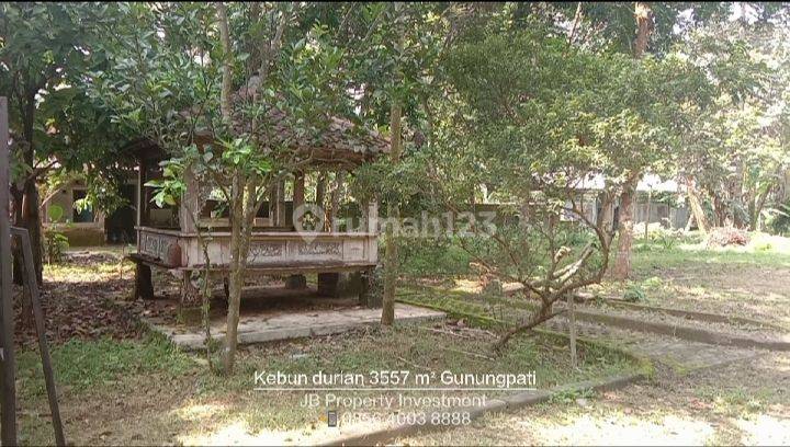 Tanah Kebun Durian di Nongkosawit Gunungpati Semarang 3557 m² SHM 1