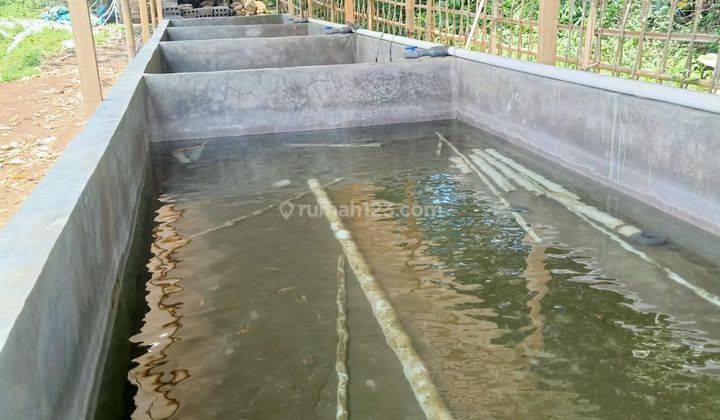 Tanah Kolam Ikan produktif di Suruh Kabupaten Semarang 1100 m² SHM 2