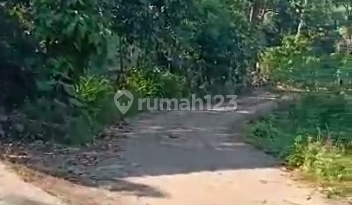 Tanah Kebun Durian di Ngabean Boja Kendal Jawa tengah 20000 m² SHM 5