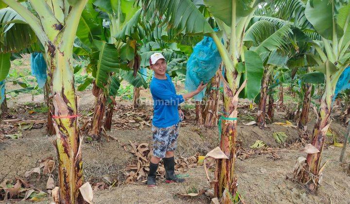 Tanah Perkebunan Pisang di Jl Bumiayu Brebes 1500000 m² SHM 2