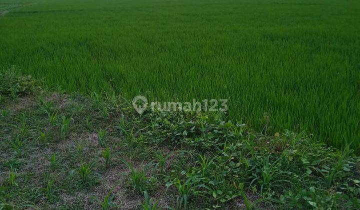 Tanah di Jl Raya Semarang Purwodadi, Penawangan Grobogan 4