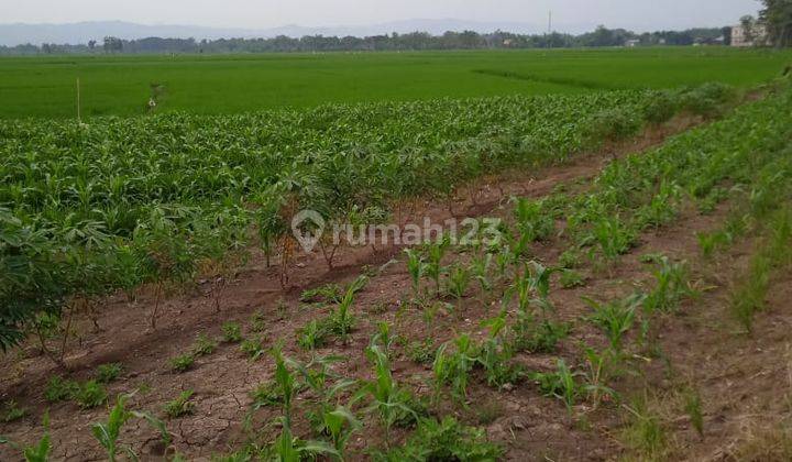 Tanah di Jl Raya Semarang Purwodadi, Penawangan Grobogan 8