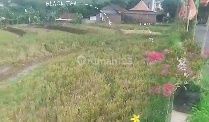 Tanah Sawah di dekat Podorejo Ngaliyan Semarang 1