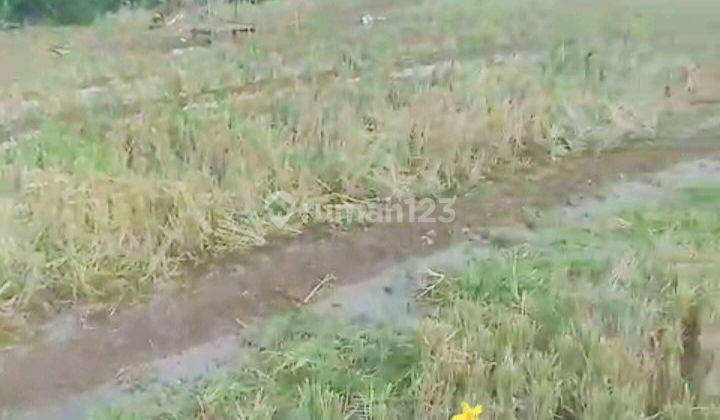 Tanah Sawah di dekat Podorejo Ngaliyan Semarang 2