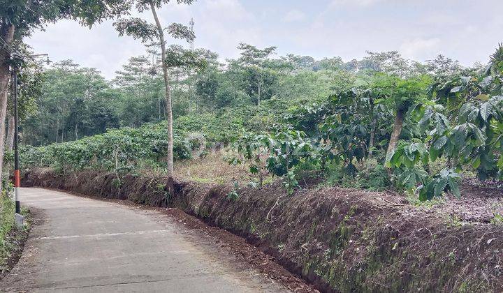 Tanah Kebun Kopi di Jalan Sumowono - Jambu Ambarawa 2