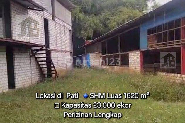 Ruang Usaha Kandang Ayam di Kota Pati Jawa Tengah 1