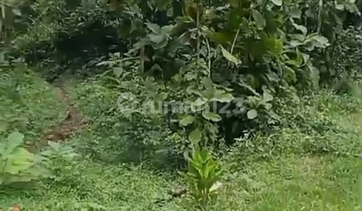 Tanah Potensial Untuk Peternakan Perkebunan Di Bancak Semarang 2