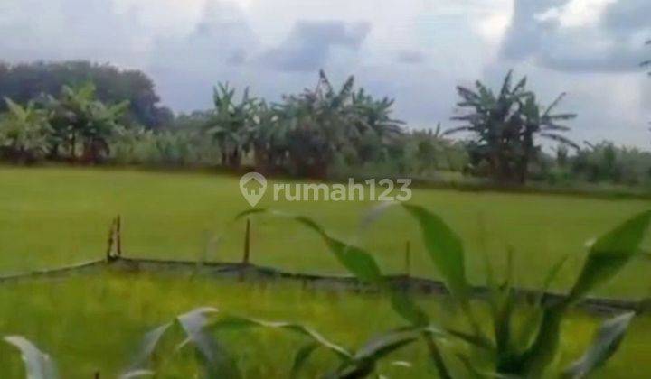 Tanah Sawah Pertanian Di Karangrayun Grobogan Jawa Tengah 1