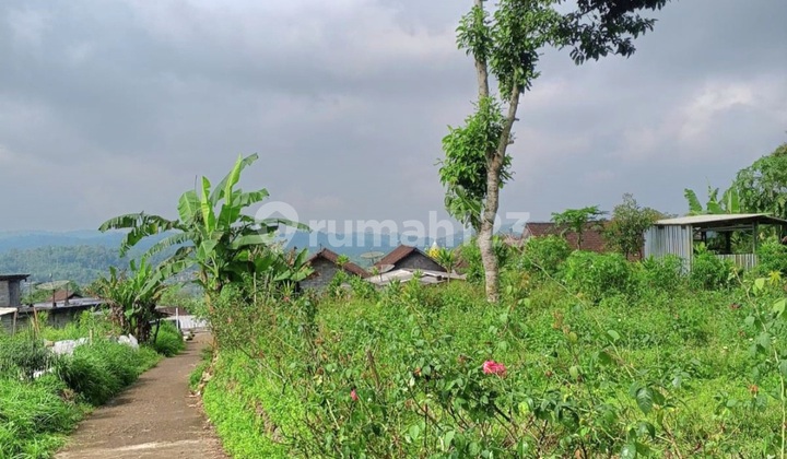 Tanah Dekat Wisata Celosia Gedongsongo Sumowono Semarang Tanah Dekat Wisata Celosia Gedongsongo Sumowono Semarang