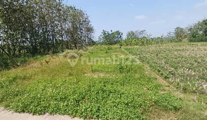 Tanah Pekarangan Murah Di Bringin Kabupaten Semarang 2