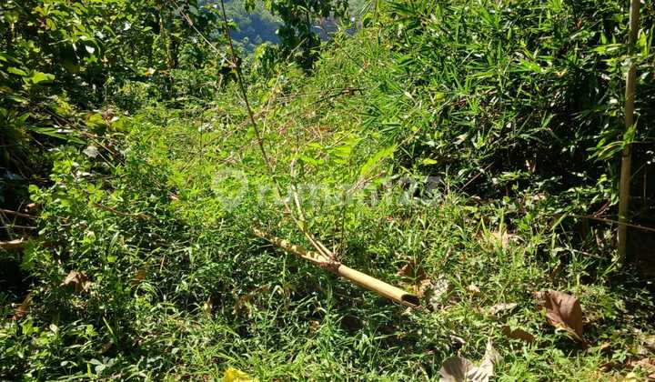 Tanah Kebun Untuk Peternakan Di Gunung Pati Semarang 2