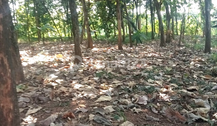 Tanah Cocok Untuk Perumahan Di Wonoplumbon Mijen Kota Semarang 2