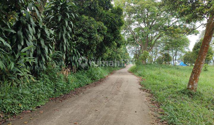 Tanah Cijeruk cocok untuk dijadikan wisata lingkungan ramai  3