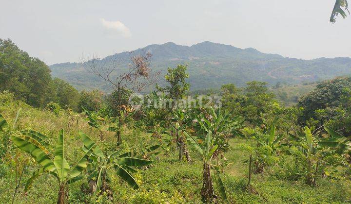 Tanah Sukamakmur Cocok Untuk Perkebunan & Peternakan  1