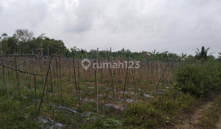 Dijual tanah 1000m2 dekat Tahu Sumedang di Lembak Muara Enim (Sebelum Prabumulih) 2