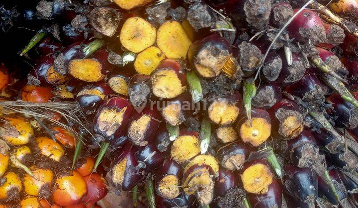 X004-Dijual Kebun Sawit 263 hektar, SHM, di Pelalawan, Riau 1