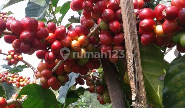 L068 - Dijual Kebun Kopi Robusta 50 Ha di Kadungora Garut