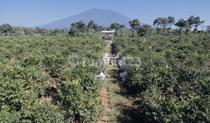 L068 - For Sale 50 Hectares of Robusta Coffee Plantation in Kadungora, Garut