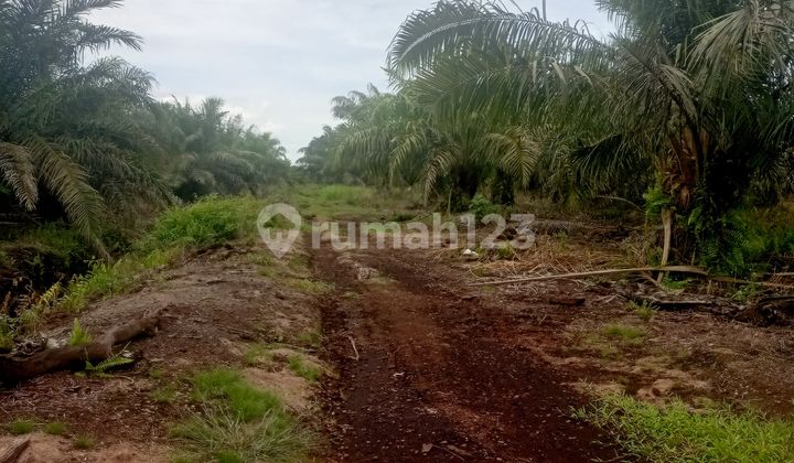 X004 - 263 Ha Palm Oil Plantation, SHM, Located in Pelalawan, Riau X004 - 263 Ha Palm Oil Plantation, SHM, Located in Pelalawan, Riau