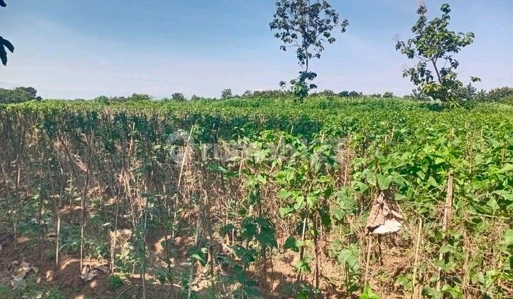 Jual Cepat Dan Murah Tanah Di Majalengka Jawa Barat