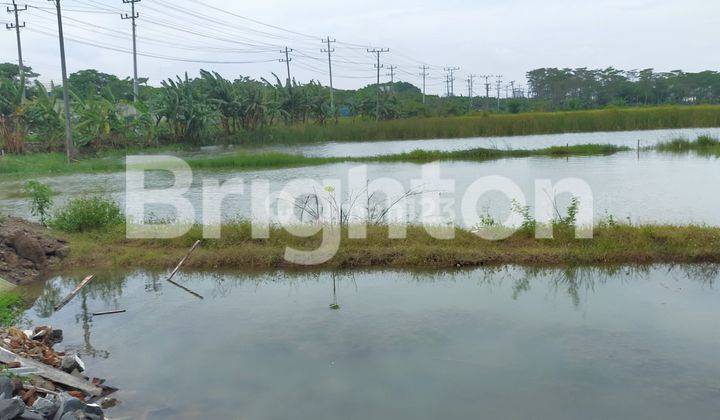 TANAH STRATEGIS DENGAN LOKASI PINGGIR JALAN PROPINSI SAYUNG DEMAK 1