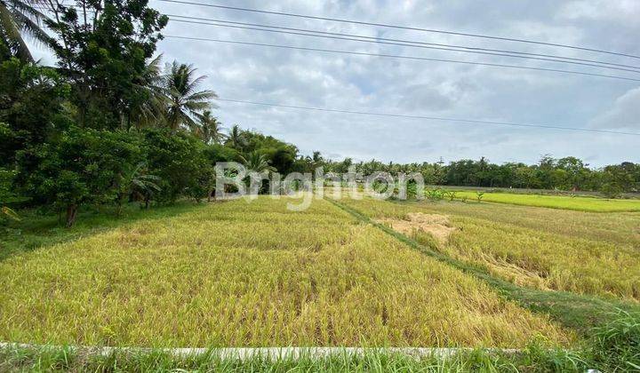 INVESTASI MENGUNTUNGKAN TANAH KOSONG PINGGIR JALAN NASIONAL WATES PURWOREJO 1