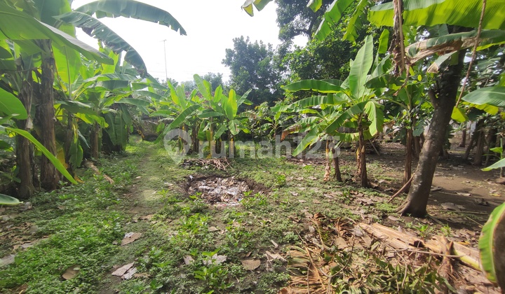 Rumah Tanah 1273m² di Jalan raya Pati - Tayu SHM Bagus 4