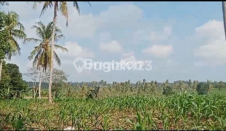 Dijual tanah Kebon Sidomulya Lampung selatan