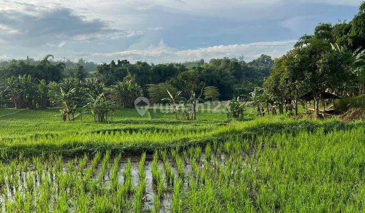 Tanah Strategis di Complex Perumahan Exclusive Sempusari, Kaliwates, Jember. 1