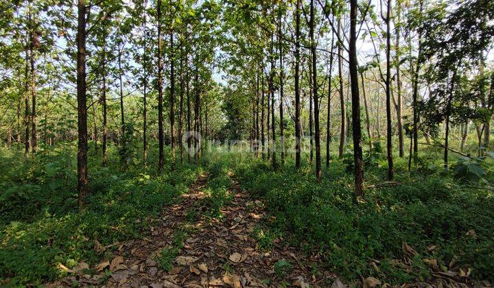 Tanah Kavling Industri di sentul Jalan Lanbau Cibinong Bogor 2