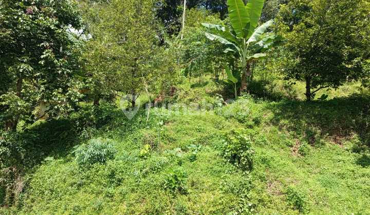 Dijual tanah luas di Brangkah,Nyatnyono, Ungaran 1