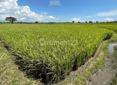 Dijual Tanah sekitar Galesong, Takalar 1