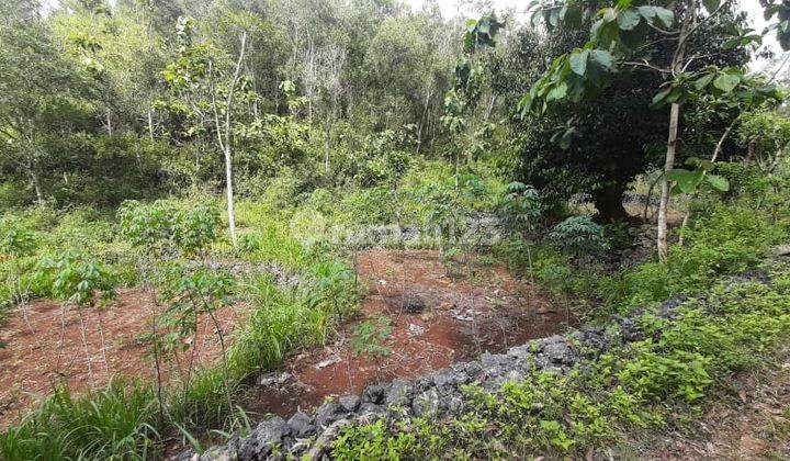TANAH TEGALAN LUAS DIJUAL MURAH DI RONGKOP GUNUNG KIDUL 1