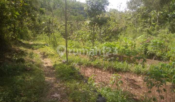TANAH TEGALAN LUAS DIJUAL MURAH DI RONGKOP GUNUNG KIDUL 4