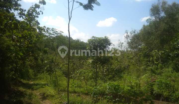 Tanah Tegalan Murah Di Rongkop Gunung Kidul Tanah Tegalan Murah Di Rongkop Gunung Kidul