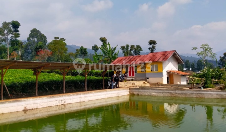 Tanah Kebun Teh di Ciwidey Ada Bangunan dan Kolam Tanah Kebun Teh di Ciwidey Ada Bangunan dan Kolam