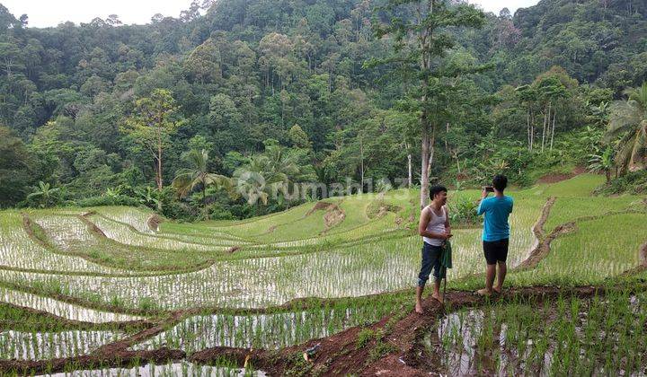 Lahan Bagus 5 Ha SHM di Lebak Banten ada Air Terjun, Duren dll 2