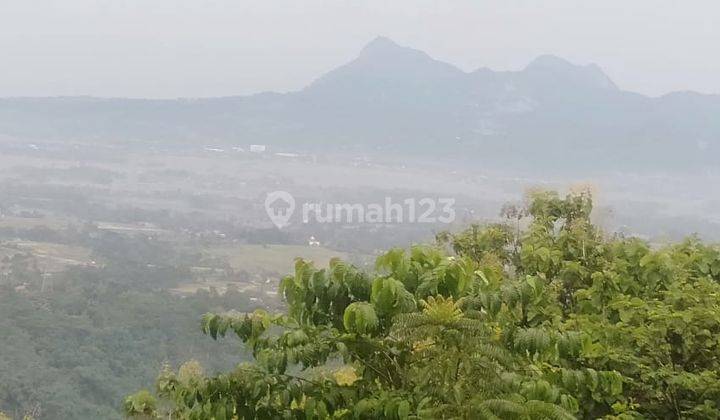 Kebun Pohon Jati 700 Batang Sudah berusia 15 Tahun di Bandung Barat  2