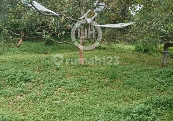 Kavling di Desa Sumber, Sukorejo Kavling di Desa Sumber, Sukorejo