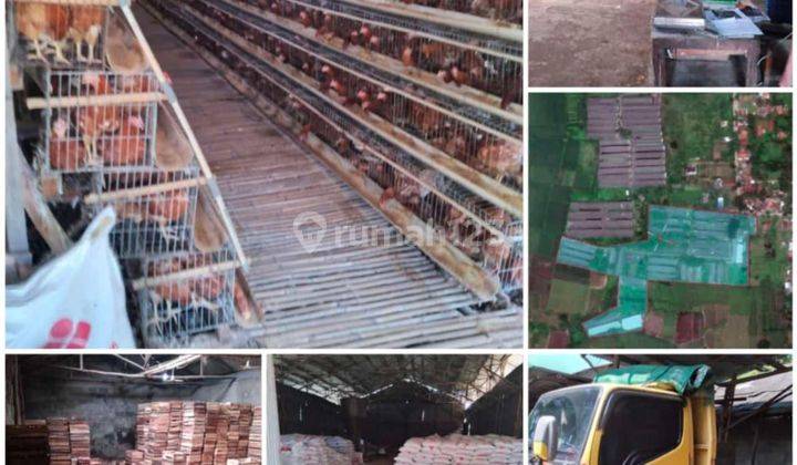 Dijual PETERNAKAN AYAM masih aktif. 
RAJEG TANGERANG
 1