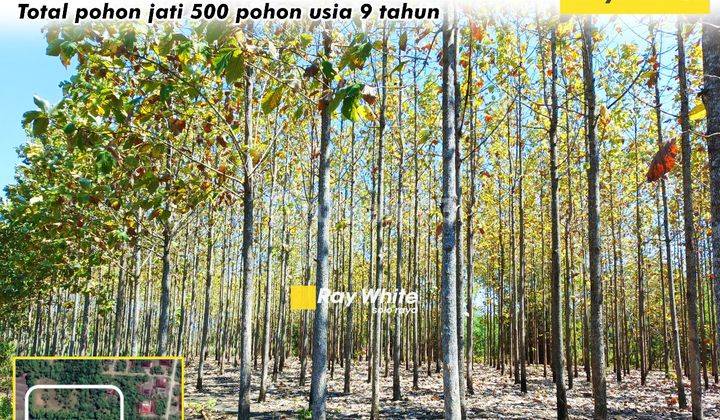 Dijual Tanah Wonogiri Bonus Pohon Jati 500 Pohon 1