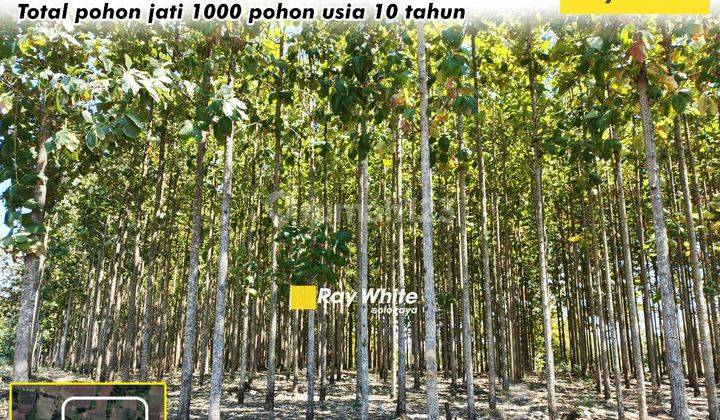 Dijual Tanah Wonogiri Ada Pohon Jati Total 1000 Pohon 1