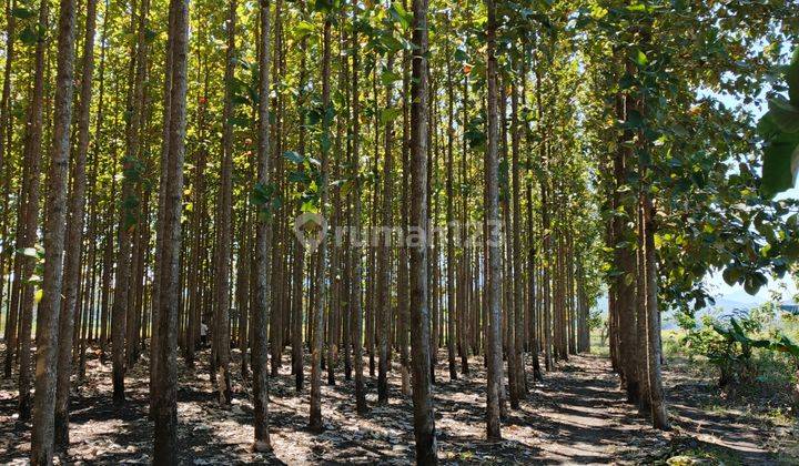 Dijual Tanah Wonogiri Ada Pohon Jati Total 1000 Pohon 2