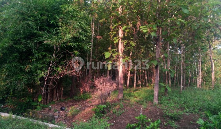 spacious land in Seyegan, Sleman, Yogyakarta spacious land in Seyegan, Sleman, Yogyakarta