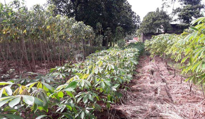 Tanah di jalan Rajawali Rawa Kalong Gn Sindur Bogor 2