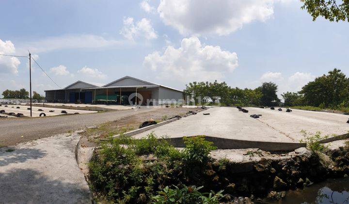 Nol Jalan Pantura Beli Gudang Bonus Tanah Luas Gembong Lamongan 4